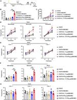 Ly-6G/Ly-6C Antibody in Flow Cytometry (Flow)