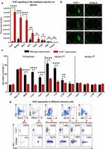 NK1.1 Antibody in Flow Cytometry (Flow)