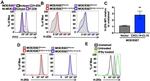 MHC Class I (H-2Kb) Antibody in Flow Cytometry (Flow)