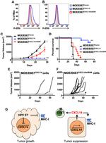 MHC Class I (H-2Kb) Antibody in Flow Cytometry (Flow)