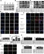 MyD88 Antibody in Western Blot (WB)