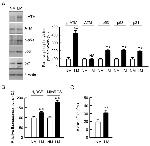 p21 (WAF1, Cip1) Antibody in Western Blot (WB)