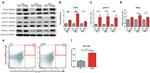 ROR gamma (t) Antibody in Western Blot (WB)