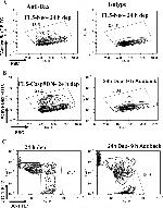 Bax Antibody in Flow Cytometry (Flow)