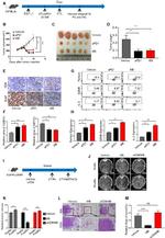 IL-2 Antibody in Flow Cytometry (Flow)