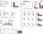 IFN gamma Antibody in Flow Cytometry (Flow)