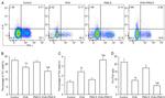 IFN gamma Antibody in Flow Cytometry (Flow)