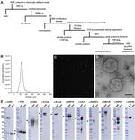 Calreticulin Antibody in Western Blot (WB)