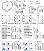 IFN gamma Antibody in Flow Cytometry (Flow)