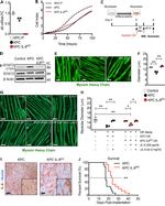 IL-6 Antibody in Neutralization (Neu)