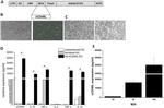 IL-10 Antibody in ELISA (ELISA)