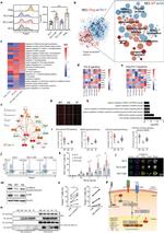 IL-17A Antibody in Flow Cytometry (Flow)