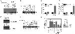 IL-17A Antibody in Functional Assay (Functional)