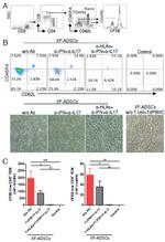 IL-17A Antibody in Neutralization (Neu)