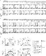 IFN gamma Antibody in Flow Cytometry (Flow)