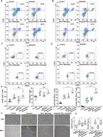 IFN gamma Antibody in Immunohistochemistry, Flow Cytometry (IHC, Flow)