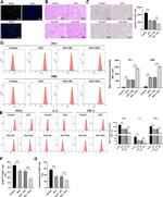 TNF alpha Antibody in Flow Cytometry (Flow)