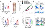 TNF alpha Antibody in Flow Cytometry (Flow)