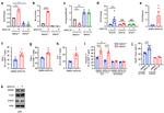 TNF alpha Antibody in Flow Cytometry (Flow)