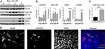 GM-CSF Antibody in Western Blot (WB)