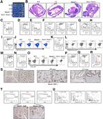 Granzyme B Antibody in Flow Cytometry (Flow)