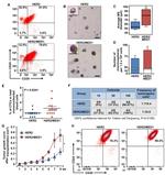 Pan Cytokeratin Antibody in Flow Cytometry (Flow)