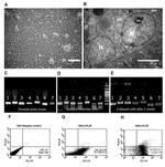 PLZF Antibody in Flow Cytometry (Flow)