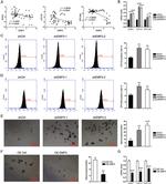 CD326 (EpCAM) Antibody in Flow Cytometry (Flow)