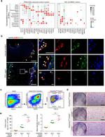 Podoplanin Antibody in Flow Cytometry (Flow)