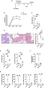 Ly-6G Antibody in Flow Cytometry (Flow)