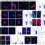 Somatostatin Antibody in Immunohistochemistry (IHC)