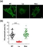 Vinculin Antibody in Immunocytochemistry (ICC/IF)