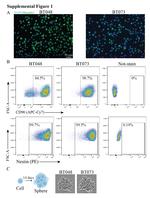 Musashi-1 Antibody in Immunocytochemistry (ICC/IF)