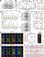 SOX2 Antibody in Flow Cytometry (Flow)