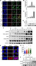 Phospho-Histone H2A.X (Ser139) Antibody in Western Blot (WB)