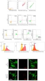 GFAP Antibody in Flow Cytometry (Flow)