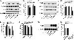 Musashi-1 Antibody in Western Blot (WB)