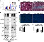 Musashi-1 Antibody in Western Blot (WB)