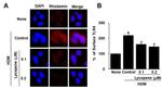 TLR4/MD-2 Complex Antibody in Immunocytochemistry (ICC/IF)