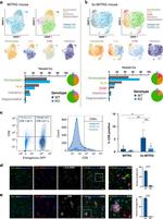 HLA-DR Antibody in Immunohistochemistry (IHC)