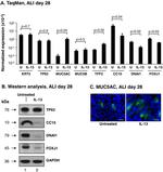 Cytokeratin 5 Antibody in Western Blot (WB)