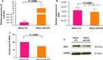 NFIA Antibody in Western Blot (WB)