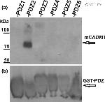 CADM1 Antibody in Western Blot (WB)