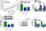 Cyclin D1 Antibody in Western Blot (WB)