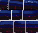 Opsin 4 Antibody in Immunocytochemistry (ICC/IF)