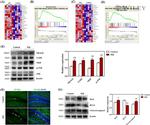 NADE Antibody in Western Blot (WB)