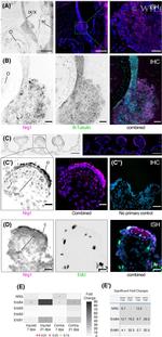 NRG1 Antibody in Immunohistochemistry (IHC)