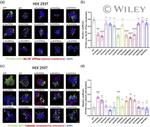 Calnexin Antibody in Immunocytochemistry (ICC/IF)