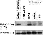 ESRRA Antibody in Western Blot (WB)