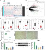 SLC30A3 Antibody in Western Blot (WB)